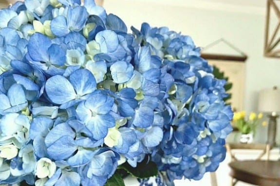A vase of blue hydrangeas