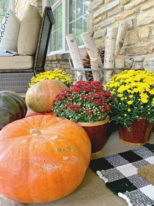 orange pumpkin with burgundy and yellow mums