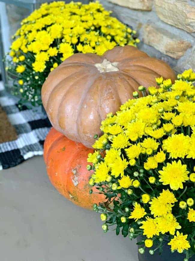 pumpkin stacked on another pumpkin with yellow mums on either side