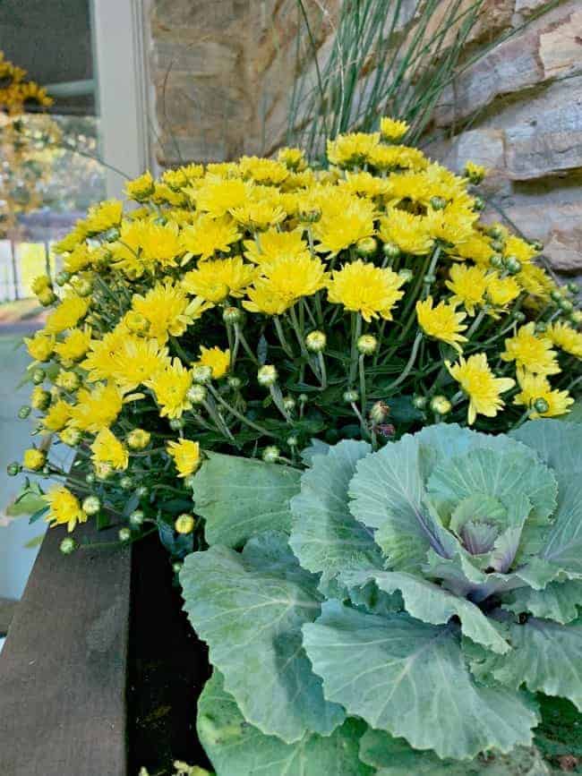 yellow mum and decorative kale in planter