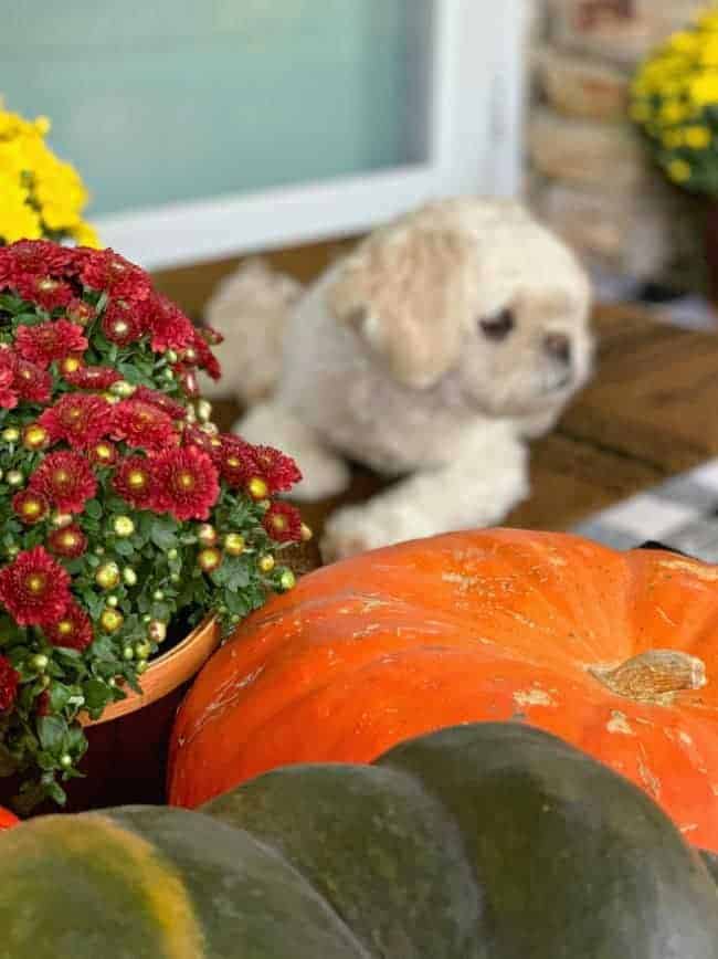 burgundy mum and pumpkins with white dog in background