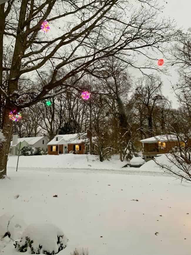 lighted Christmas balls hanging in oak tree with snow on the ground