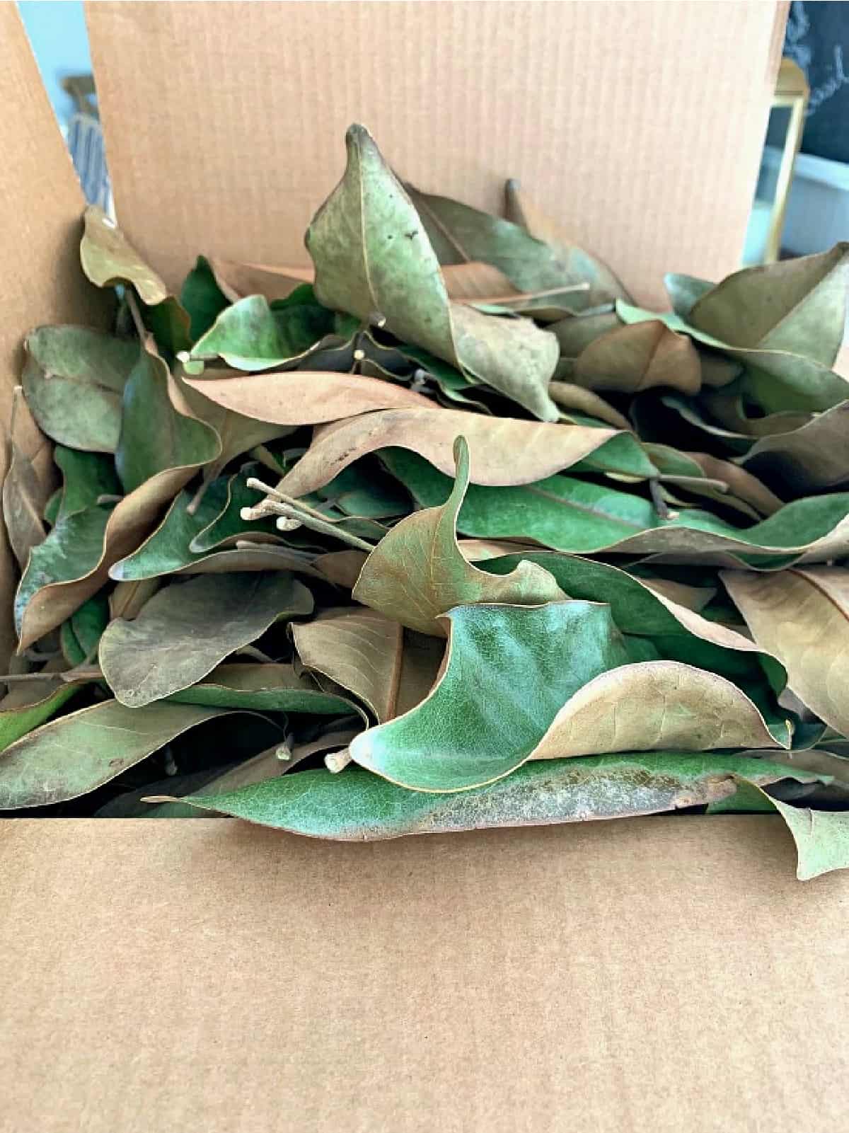 box of magnolia leaves