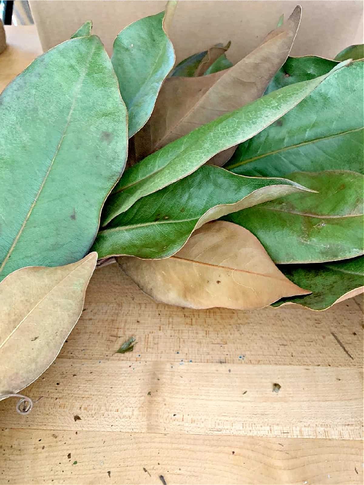 magnolia leaves