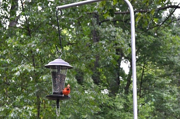 Image for DIY Bird Feeder Pole for Under $5
