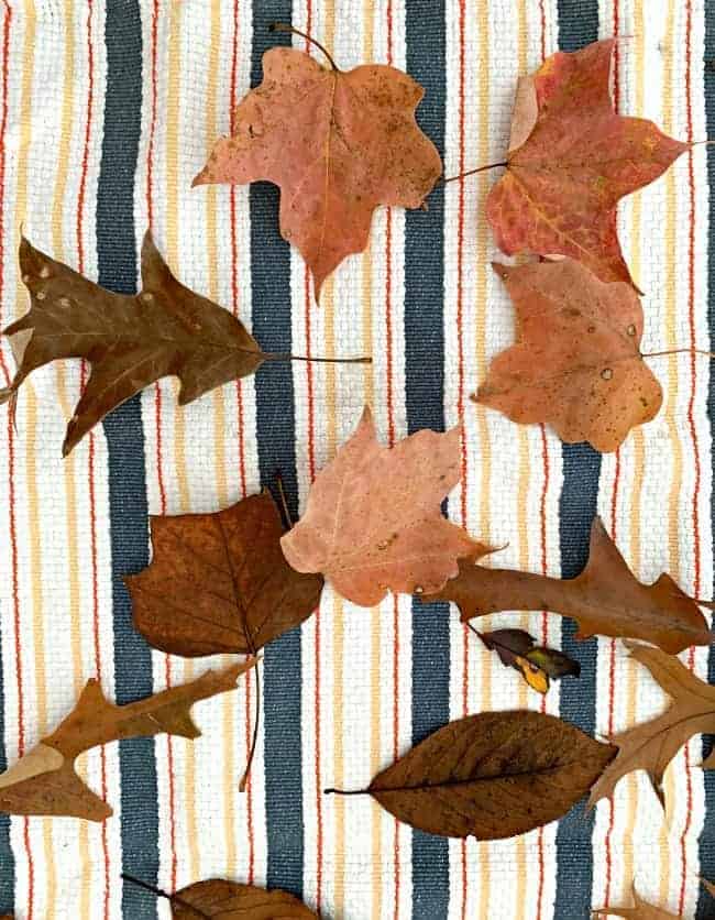 fresh fall leaves on a striped kitchen towel