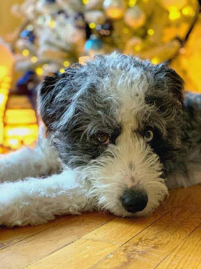 black and white puppy laying in front of Christmas tree