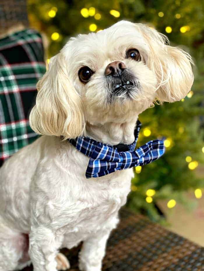 white dog with blue bowtie sitting on chair on front porch