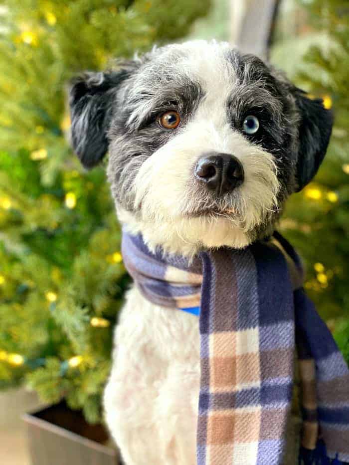 dog with blue and tan scarf on in front of Christmas trees