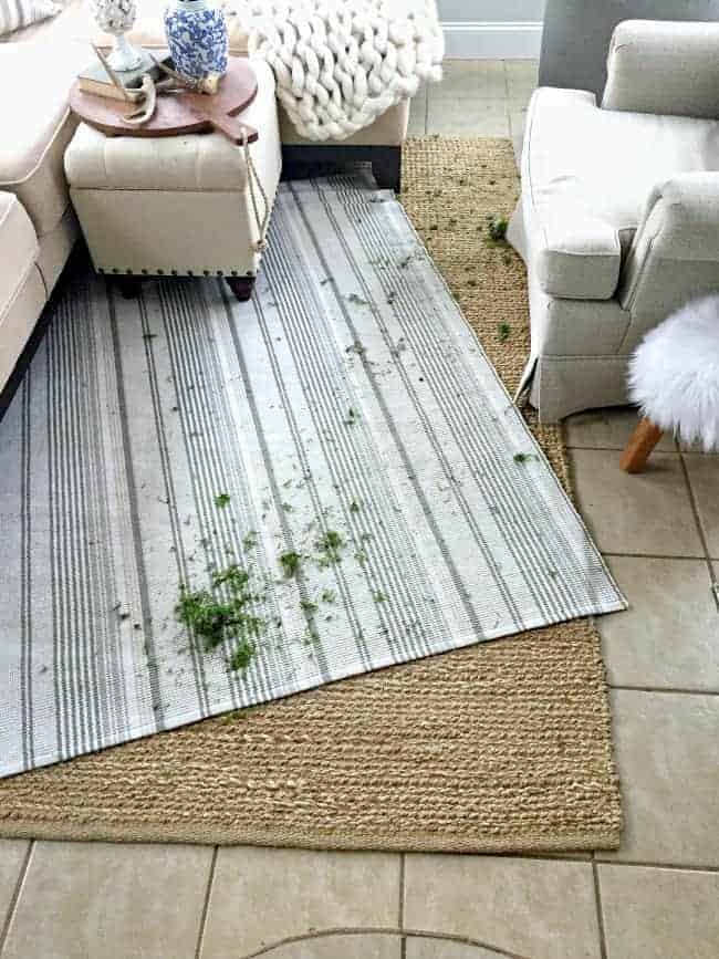 moss scattered on striped rug