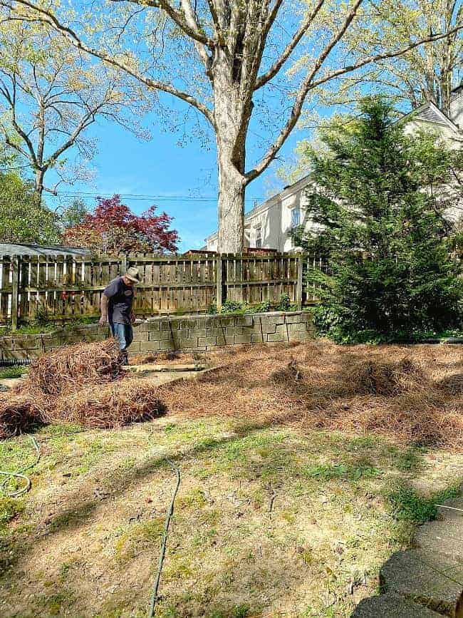 man spreading pinestraw in yard