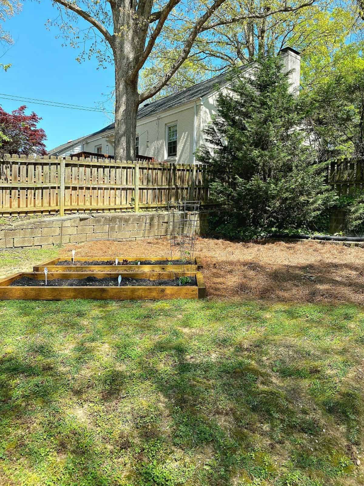 DIY Raised Garden Beds with Scrap Wood after pix newly built diy raised garden beds in yard with pine straw around them