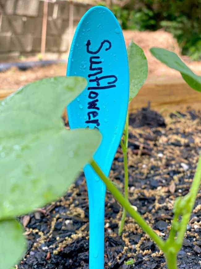 turquoise plastic spoon with sunflower written on it in flower bed