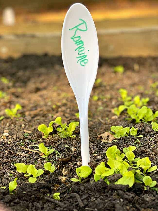 white spoon veggie garden marker in garden with lettuce