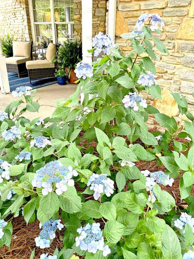 blue hydrangea with front porch in background