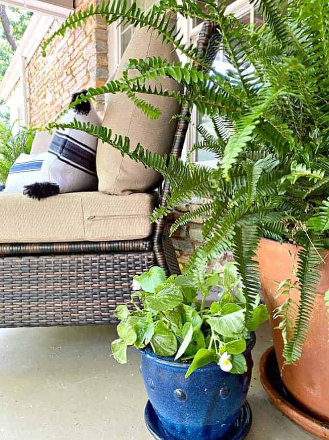 potted plants on a front porch decorated for summer