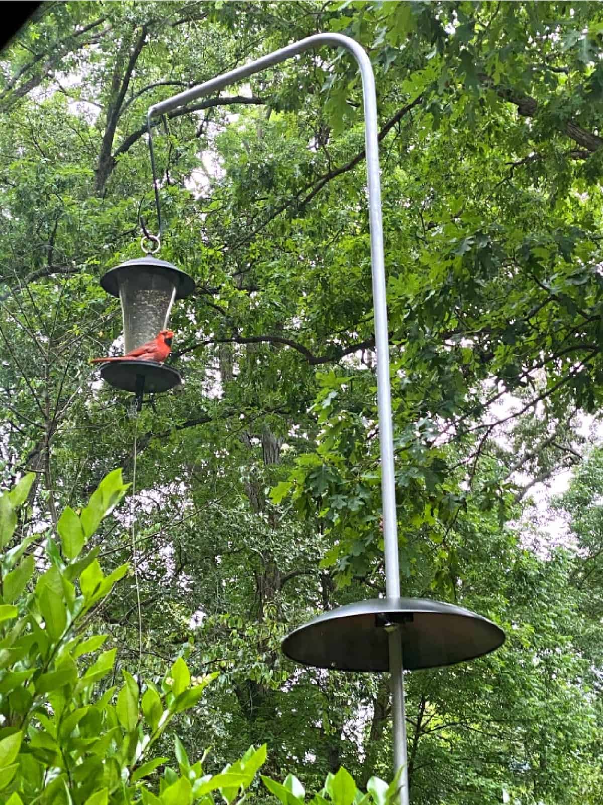 red cardinal on bird feeder and pole