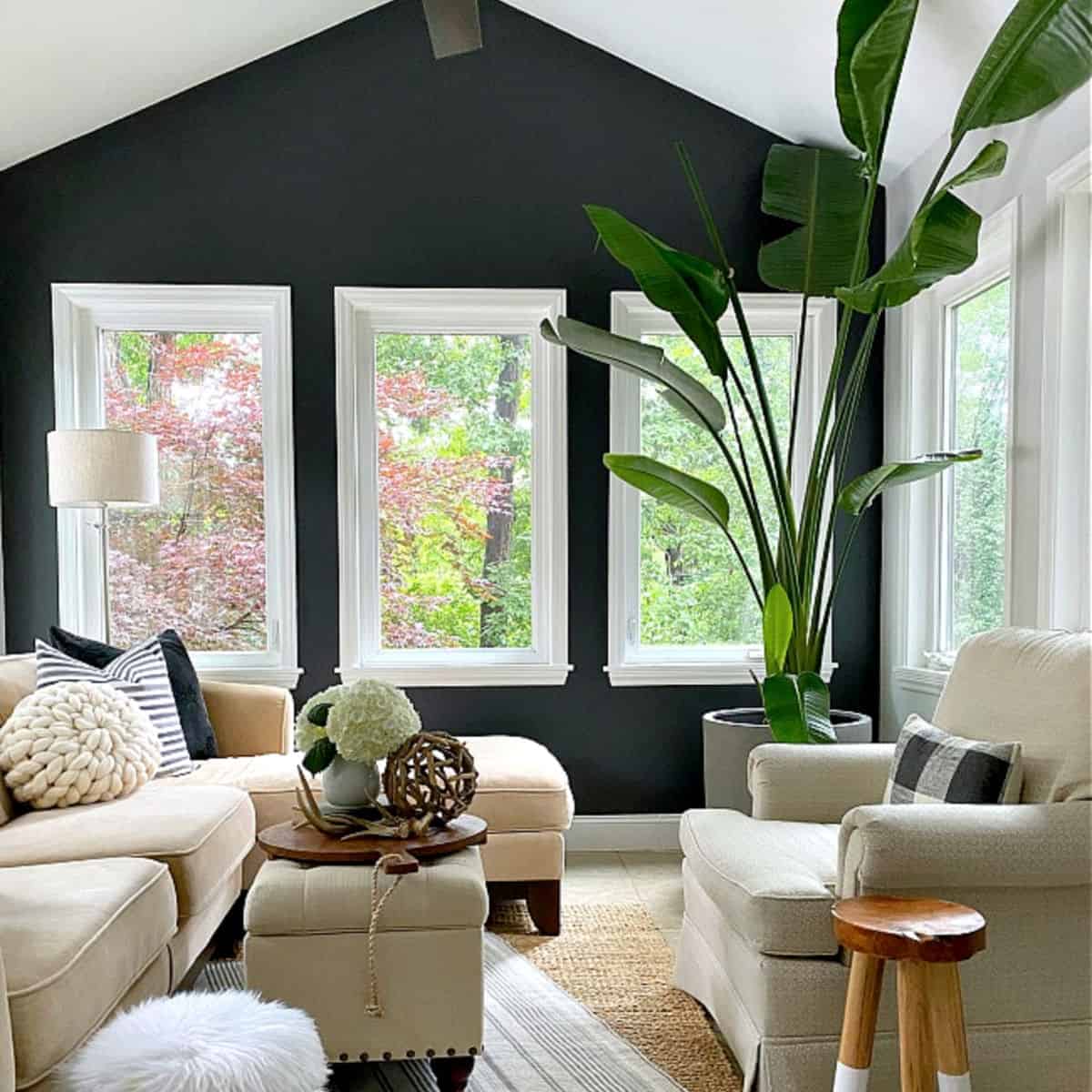 bird of paradise plant in a small sunroom with a big green plant in the corner