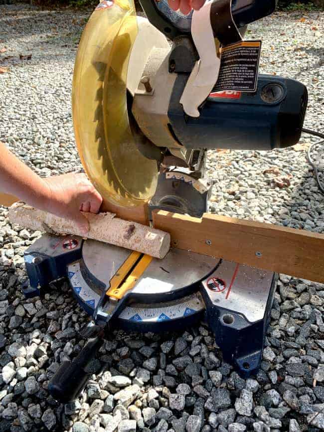 cutting birch log on chop saw