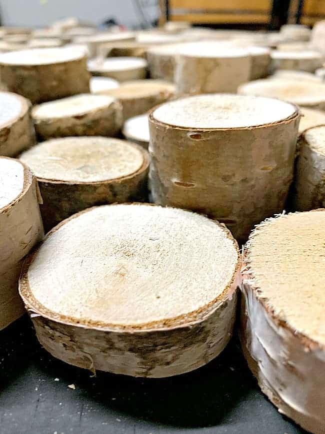 top view of birch log slices