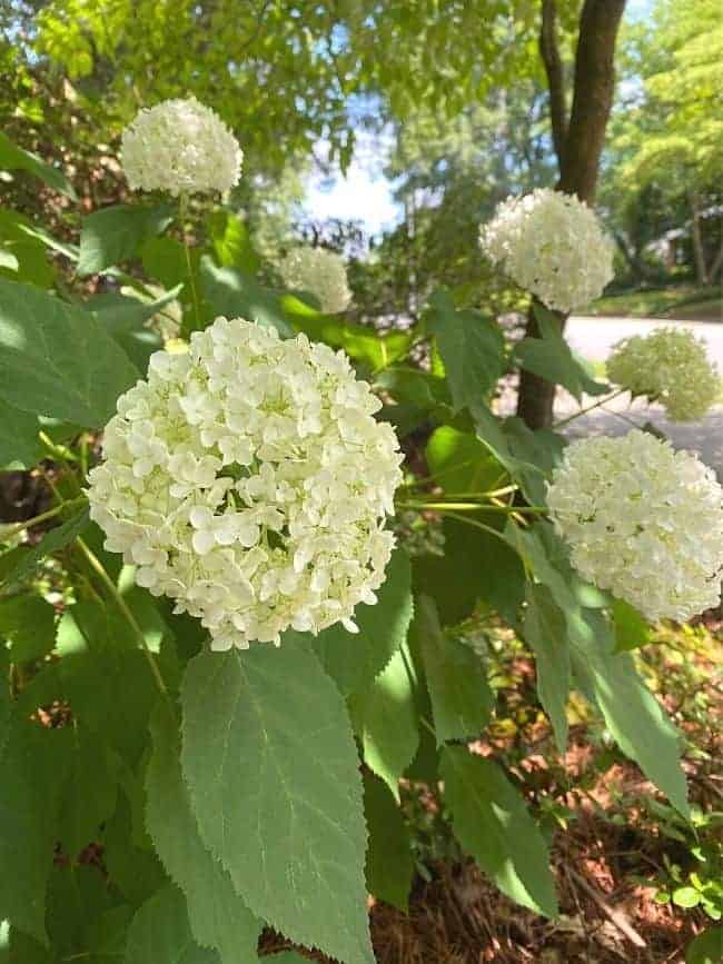 lime hydrangea bush