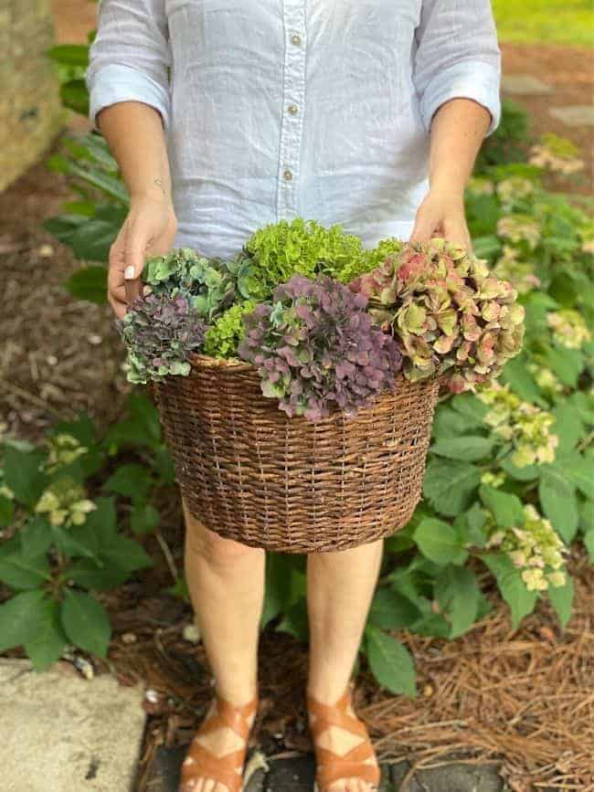 woman holding basket of picked hydrangeas