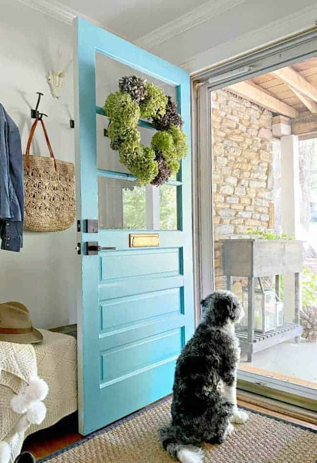 dried hydrangea wreath hanging on a turquoise door and dog sitting and looking out door