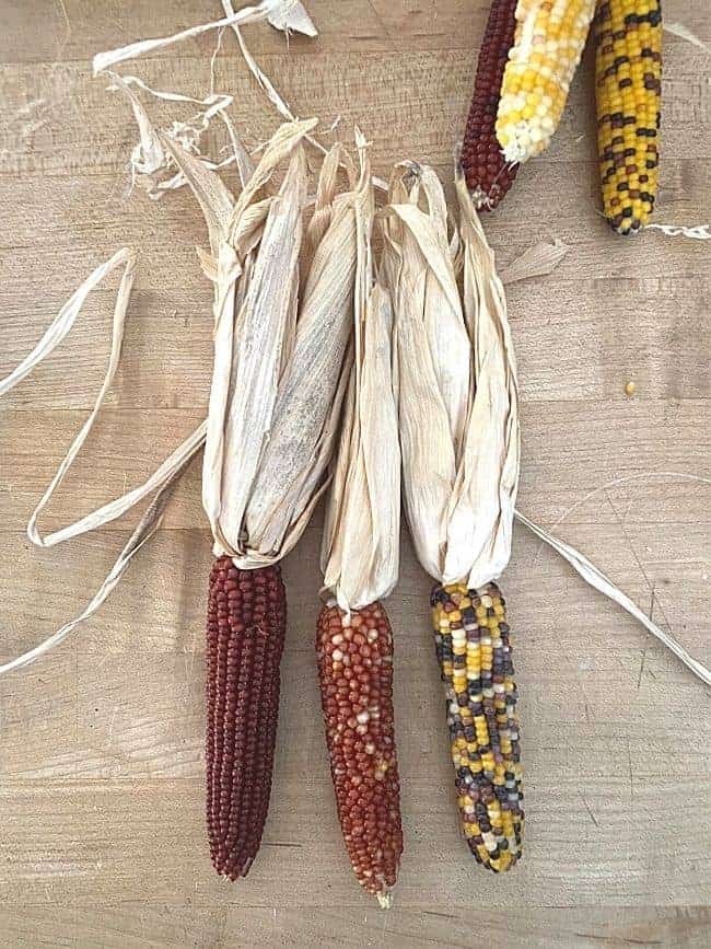 3 ears of mini Indian corn