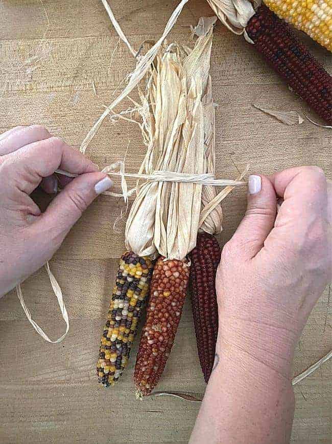 tying raffia around husks of 3 mini Indian corn cobs