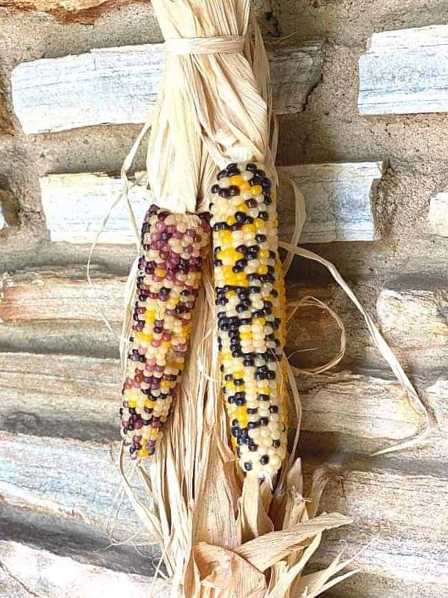 closeup of mini Indian corn tied to raffia