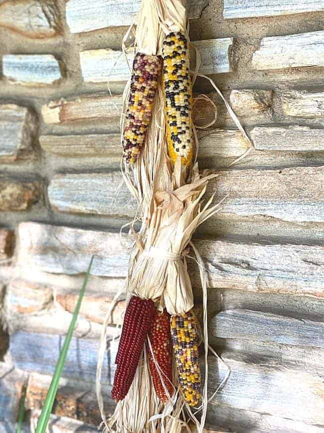 closeup of mini Indian corn tied to raffia on stone wall