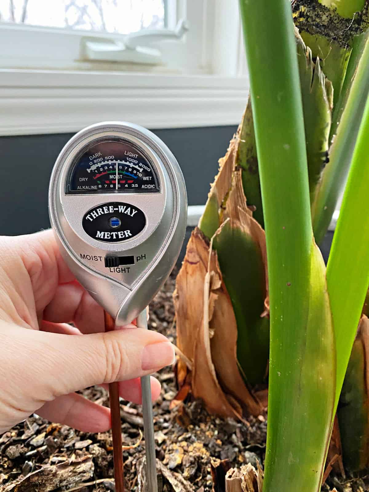 water meter in soil of plant