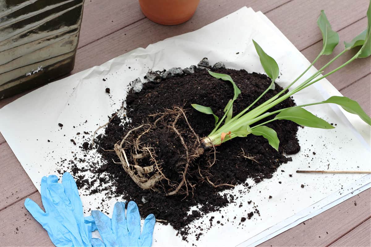 bird of paradise laying in soil on white paper