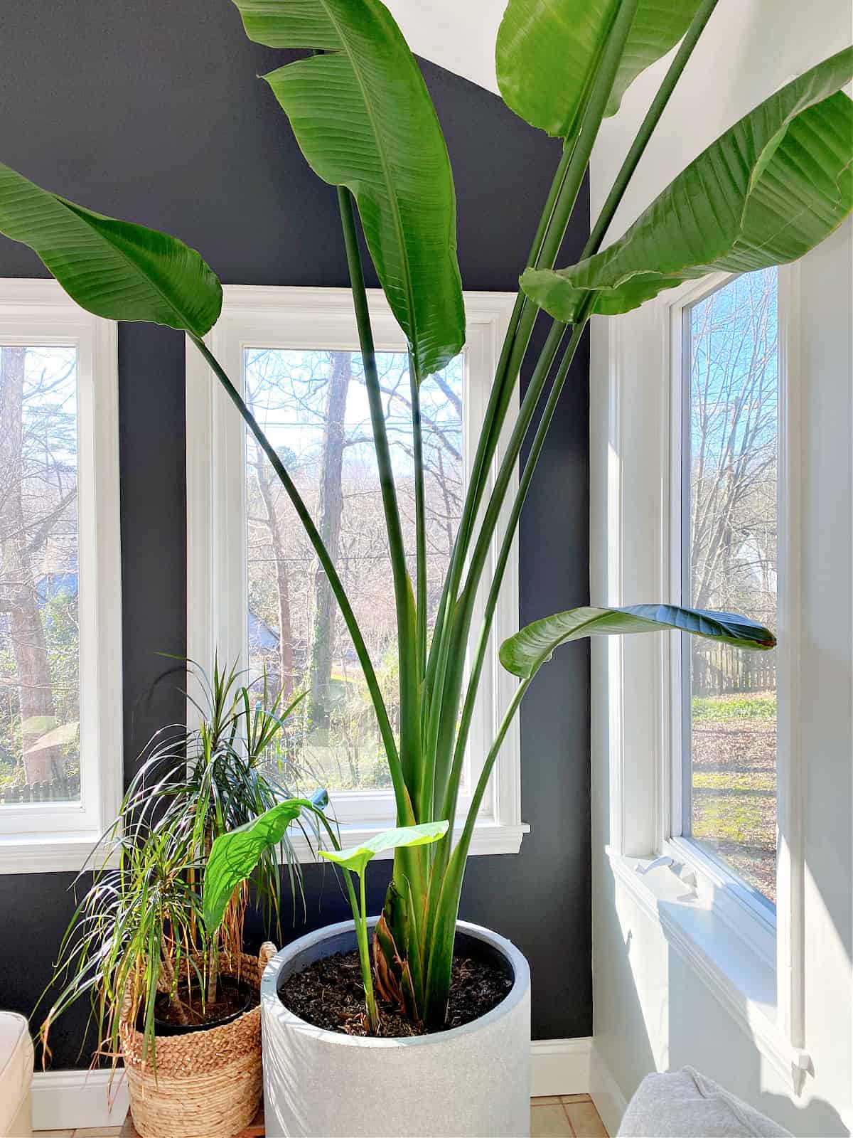 potted bird of paradise in corner of room