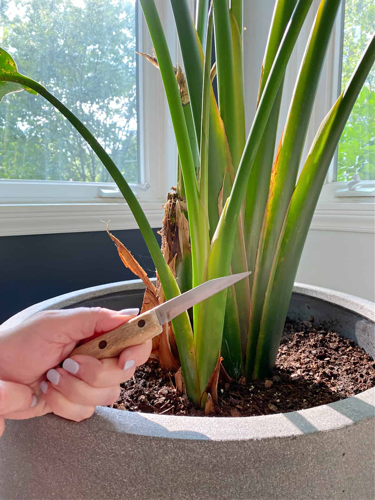 sharp knife to trim plant