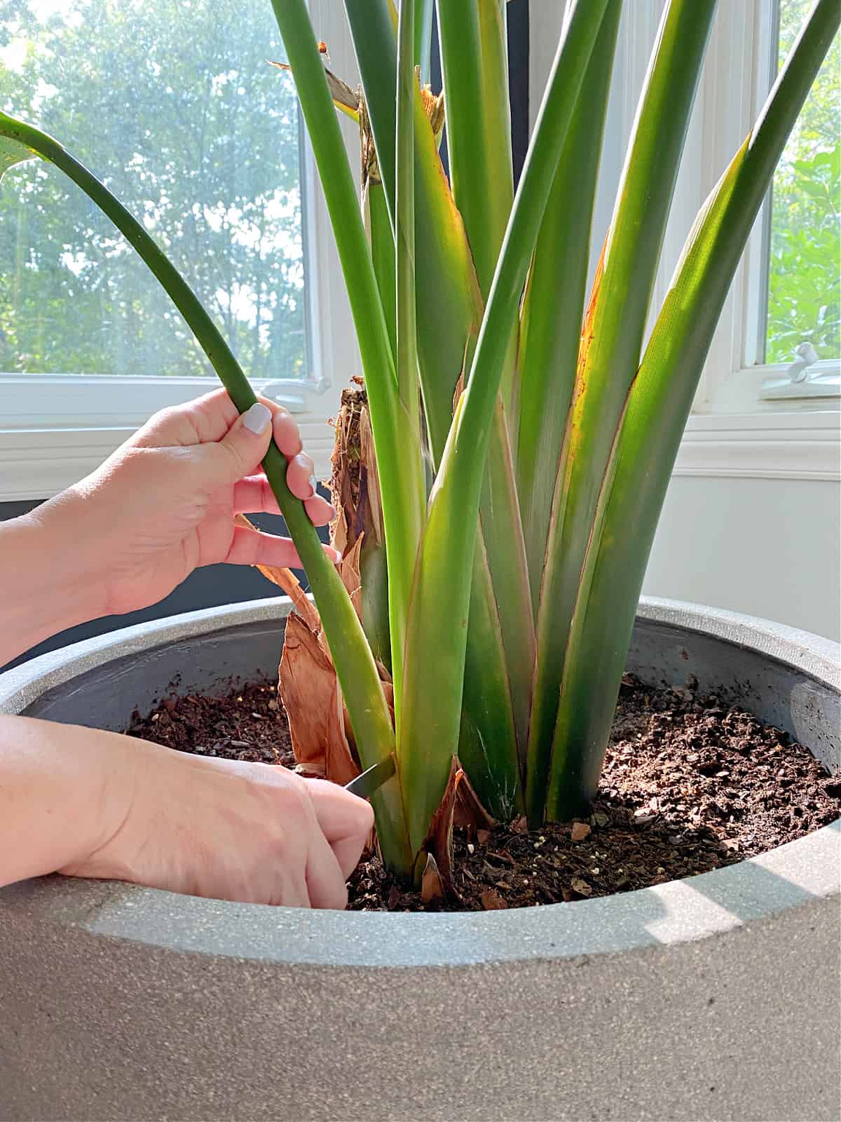 trimming a bird of paradise with a knife