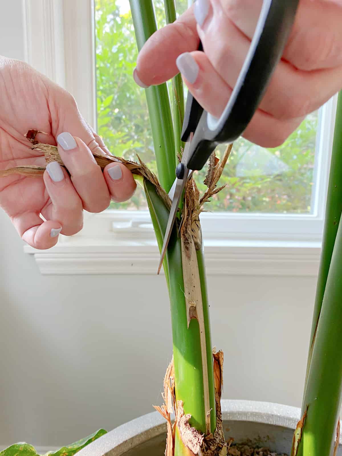 trimming a plant with scissors