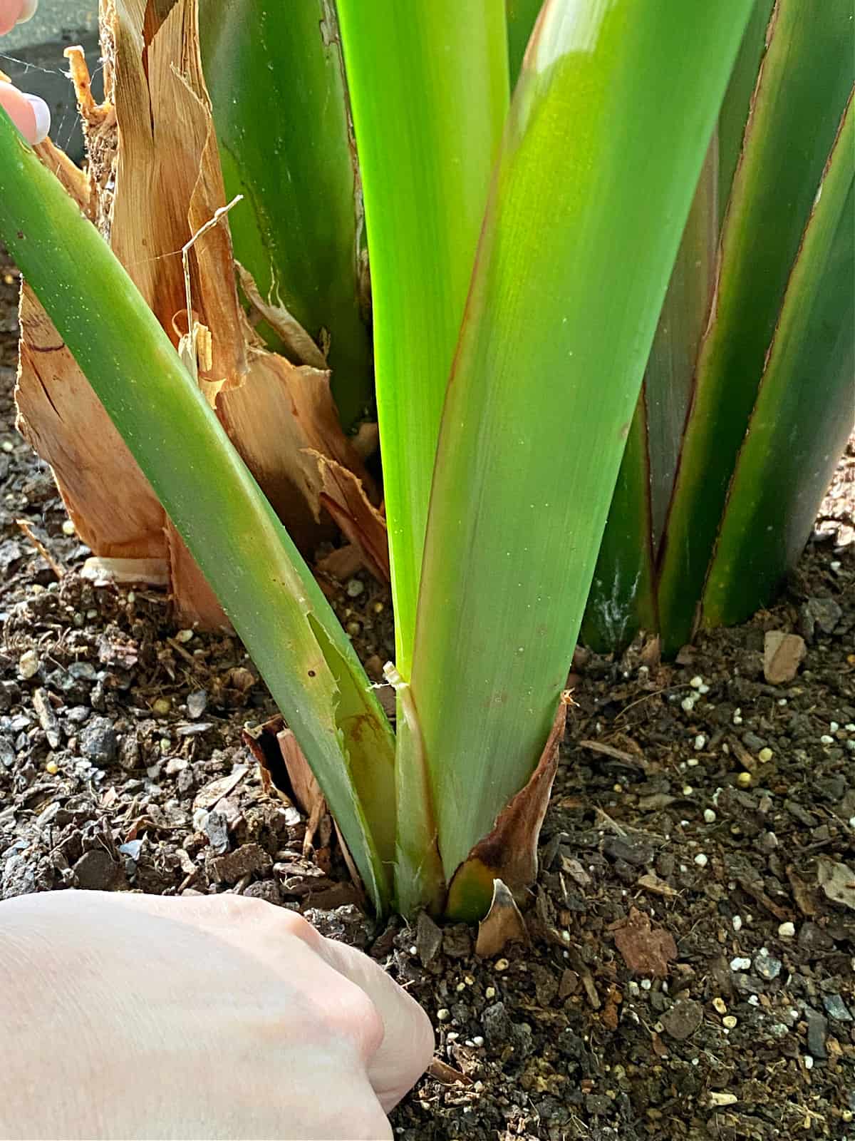 cut stem on plant