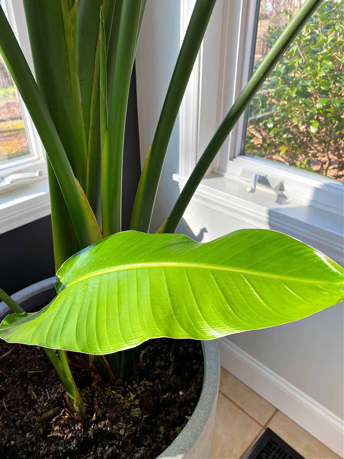 new green leaf on bird of paradise