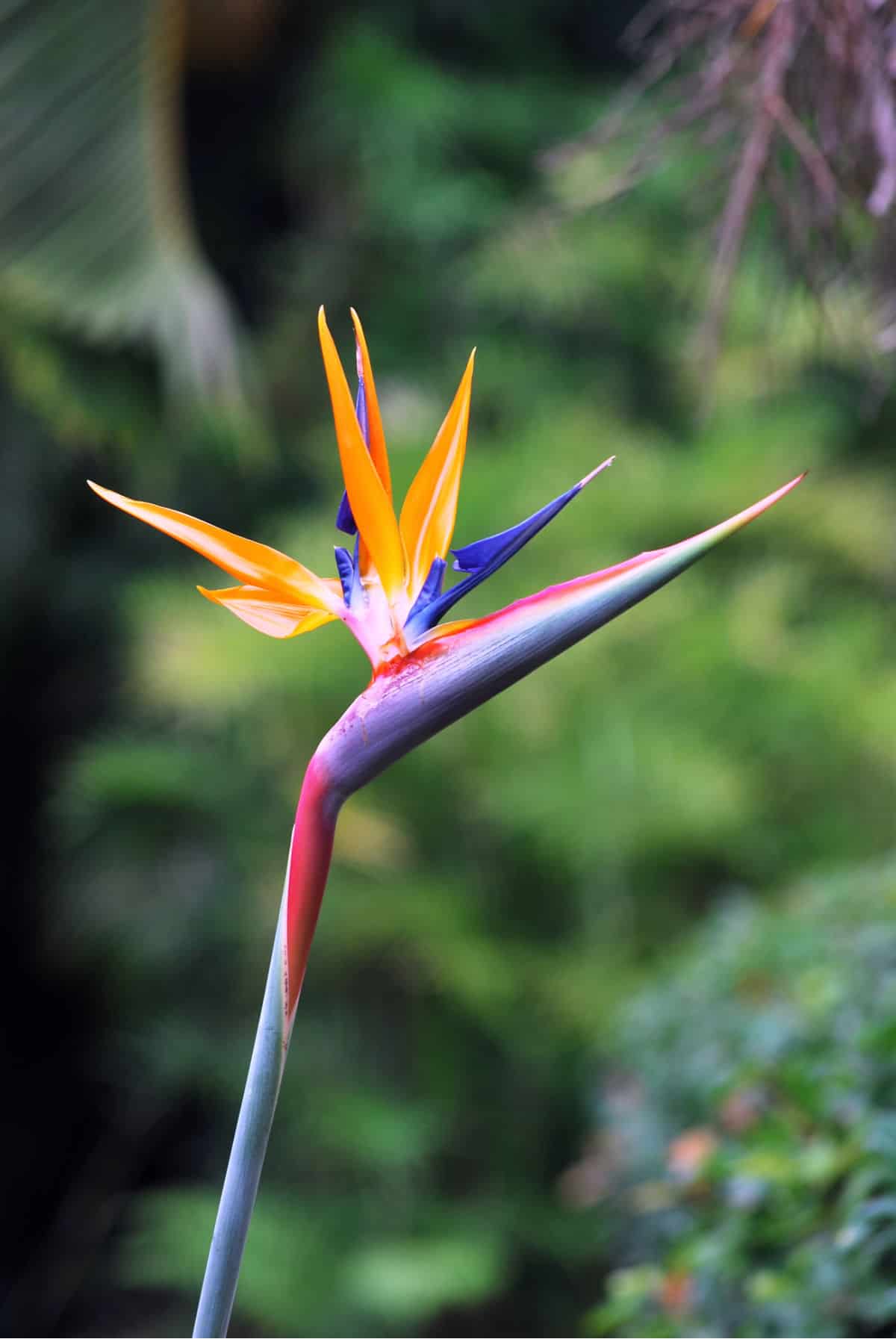 blooming bird of paradise flower