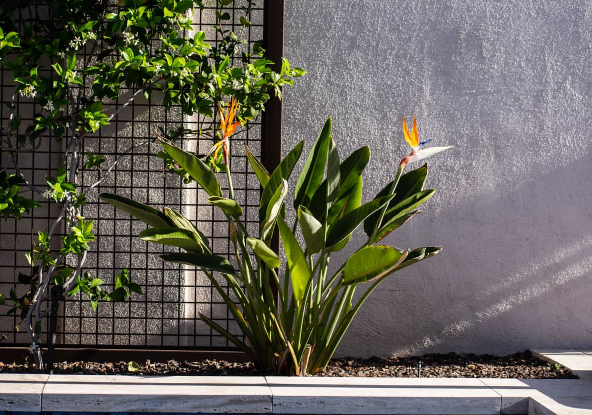 blooming bird of paradise plant