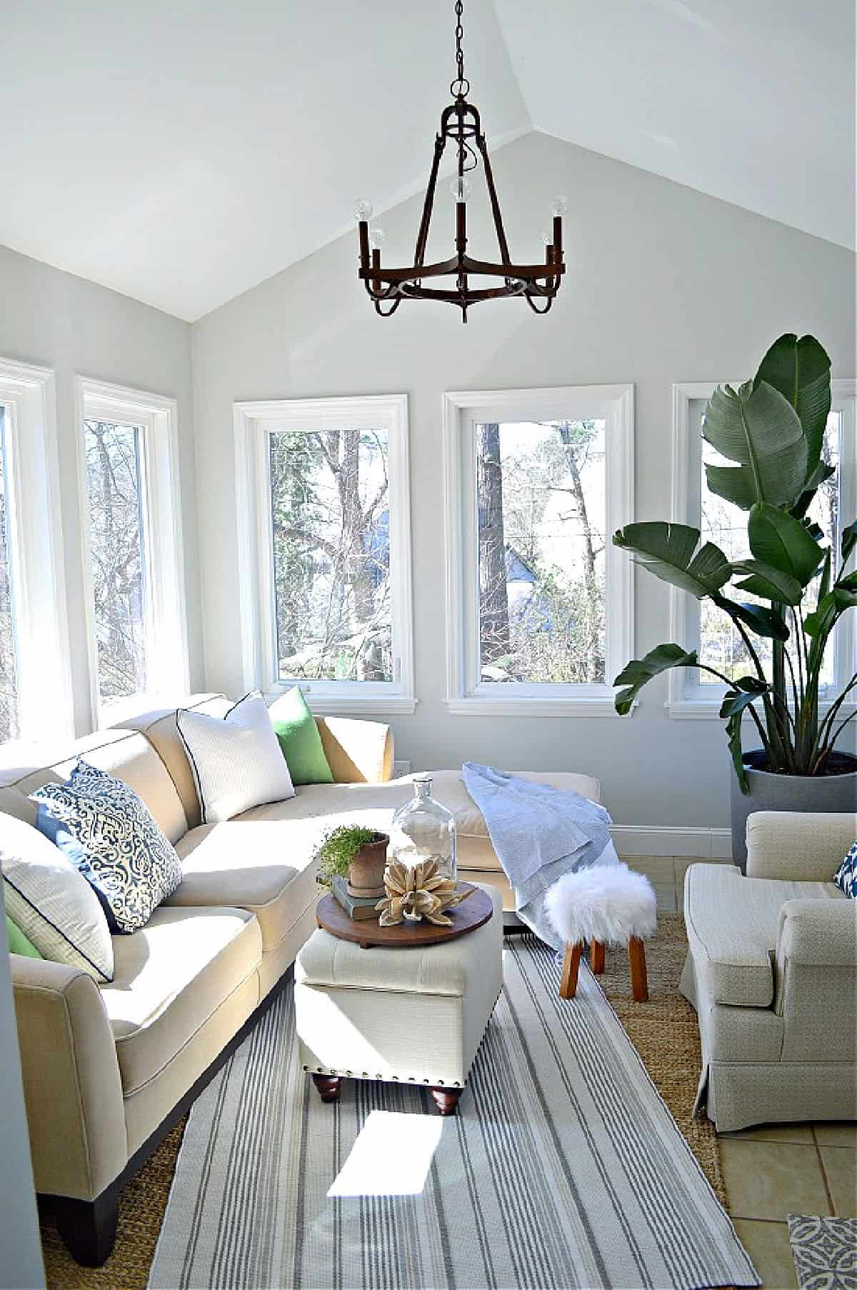 potted bird of paradise in corner of sunroom