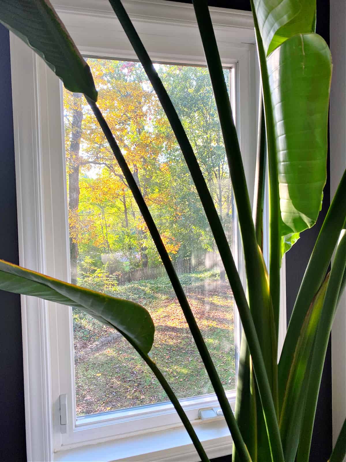 looking through bird of paradise leaves out a window