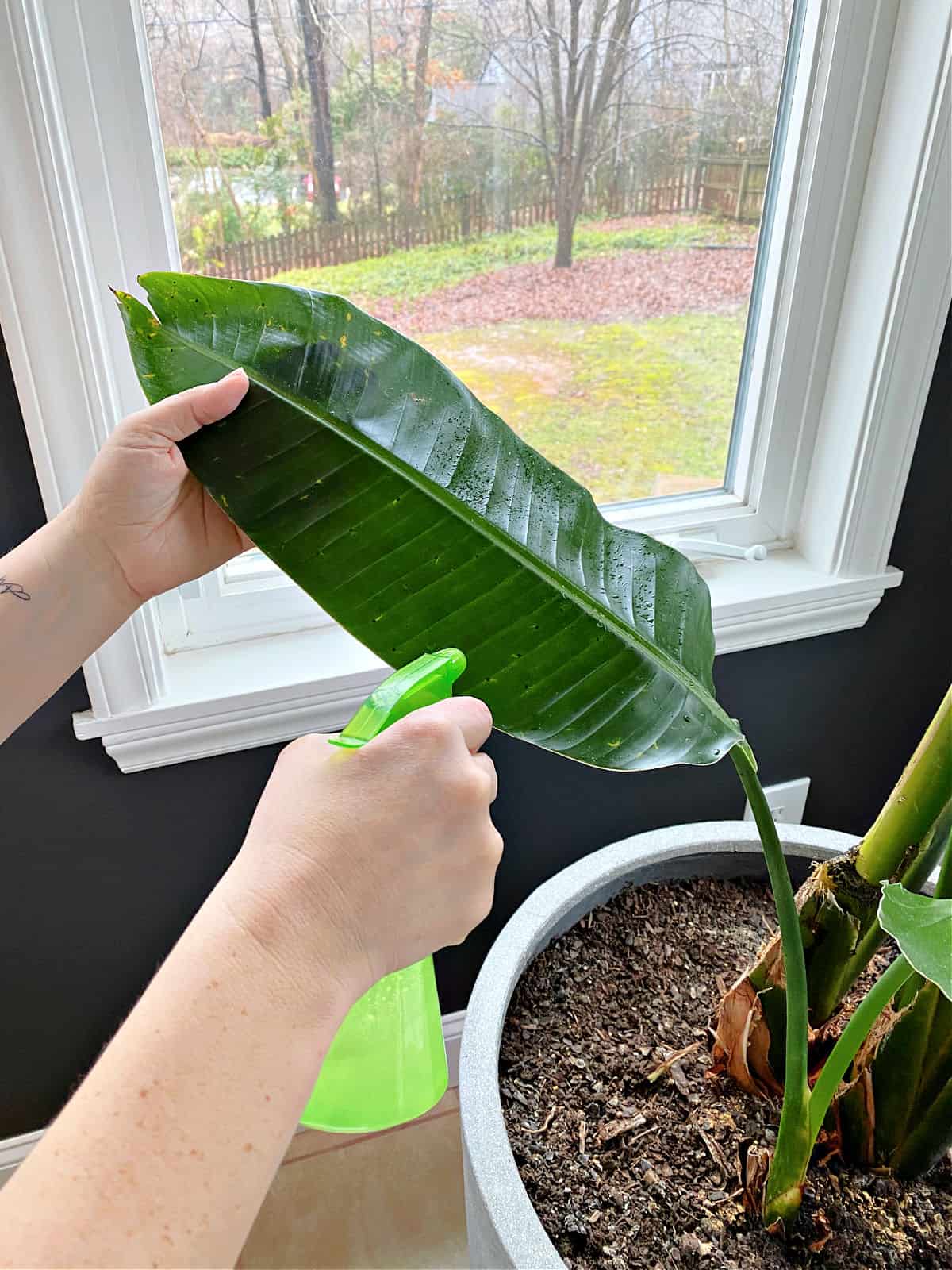 spraying soapy water on leaf of bird of paradise