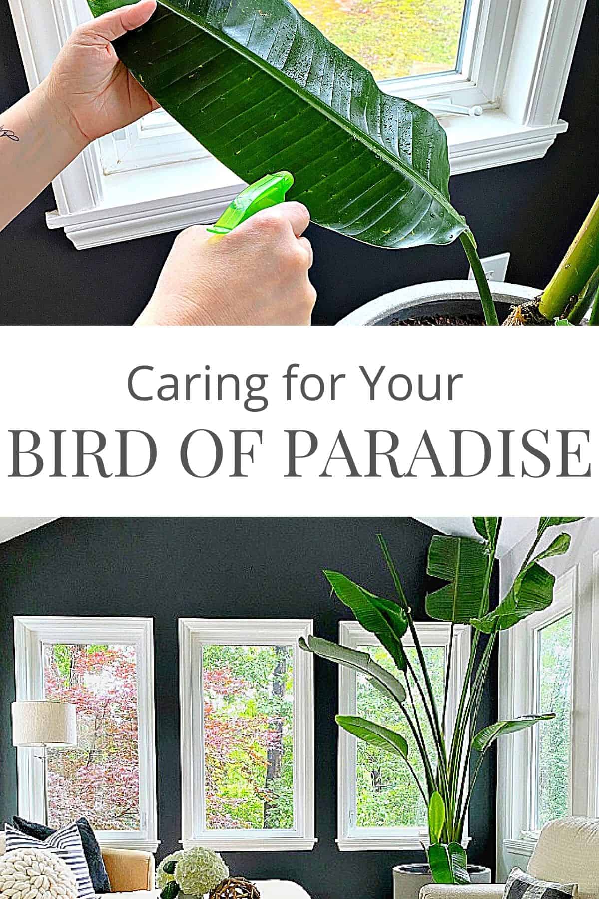 Bird of Paradise Plant in a sunroom