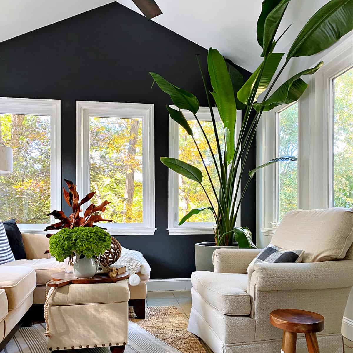 bird of paradise in corner of small sunroom