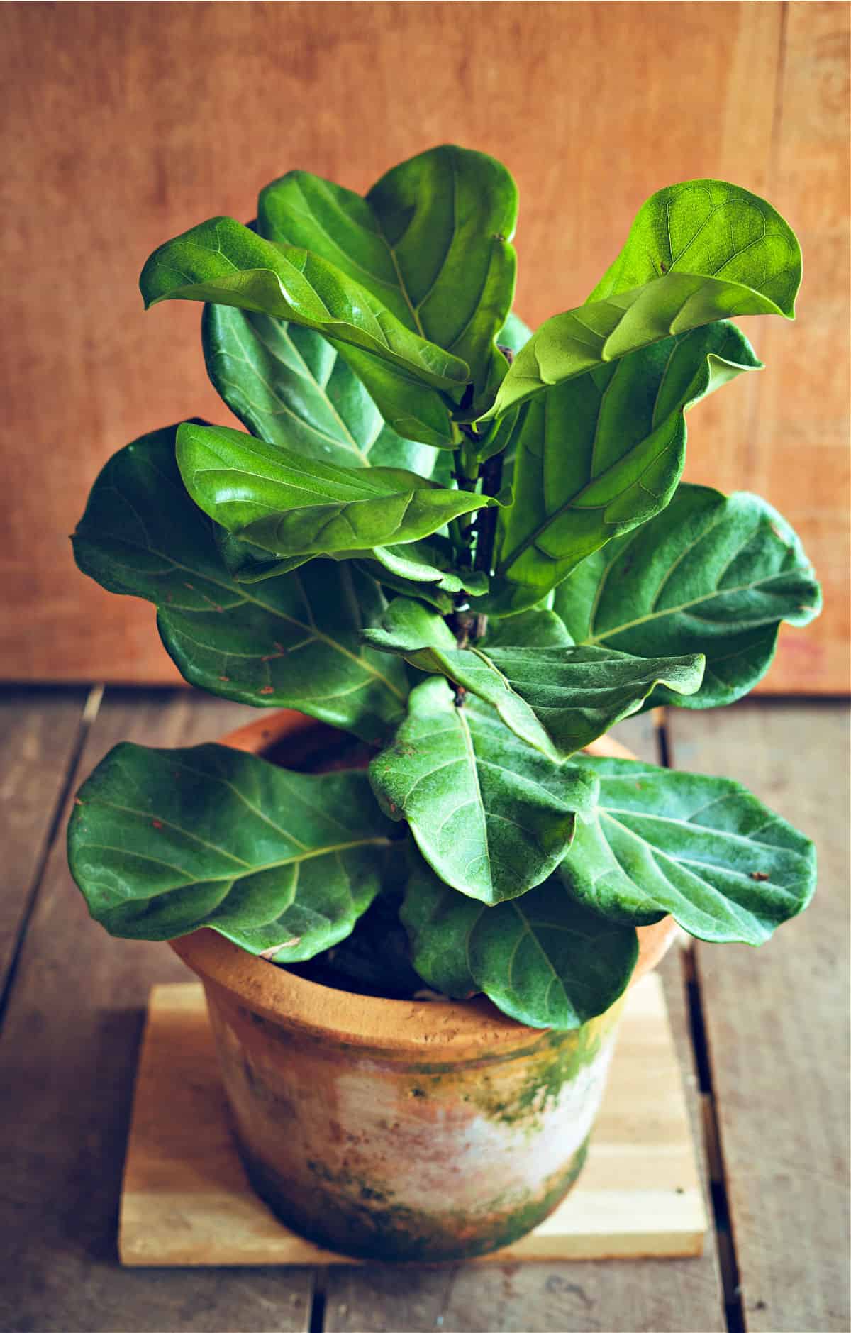 small fiddle leaf fig plant in terracotta pot