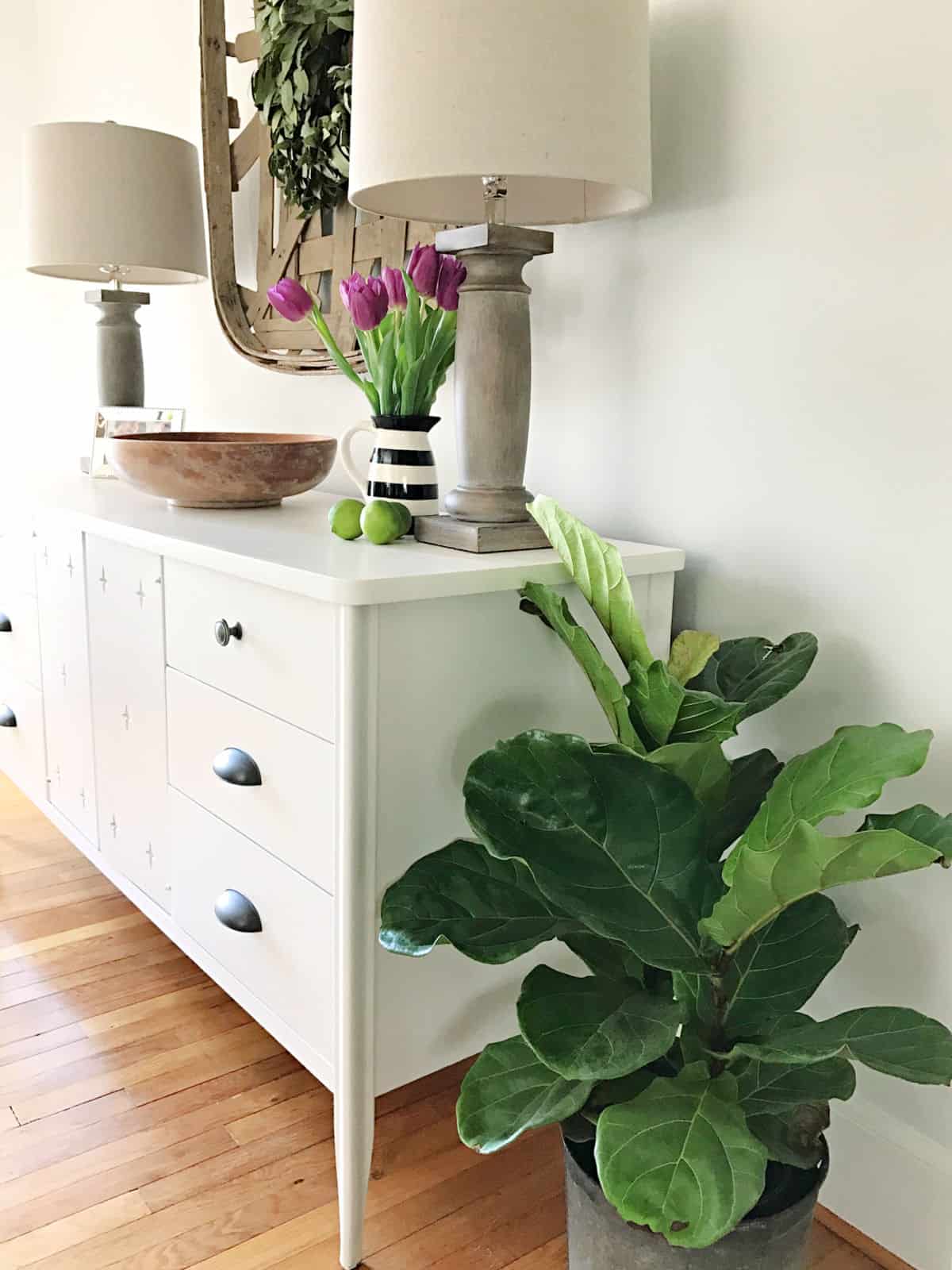 small fiddle leaf fig plant in dining room