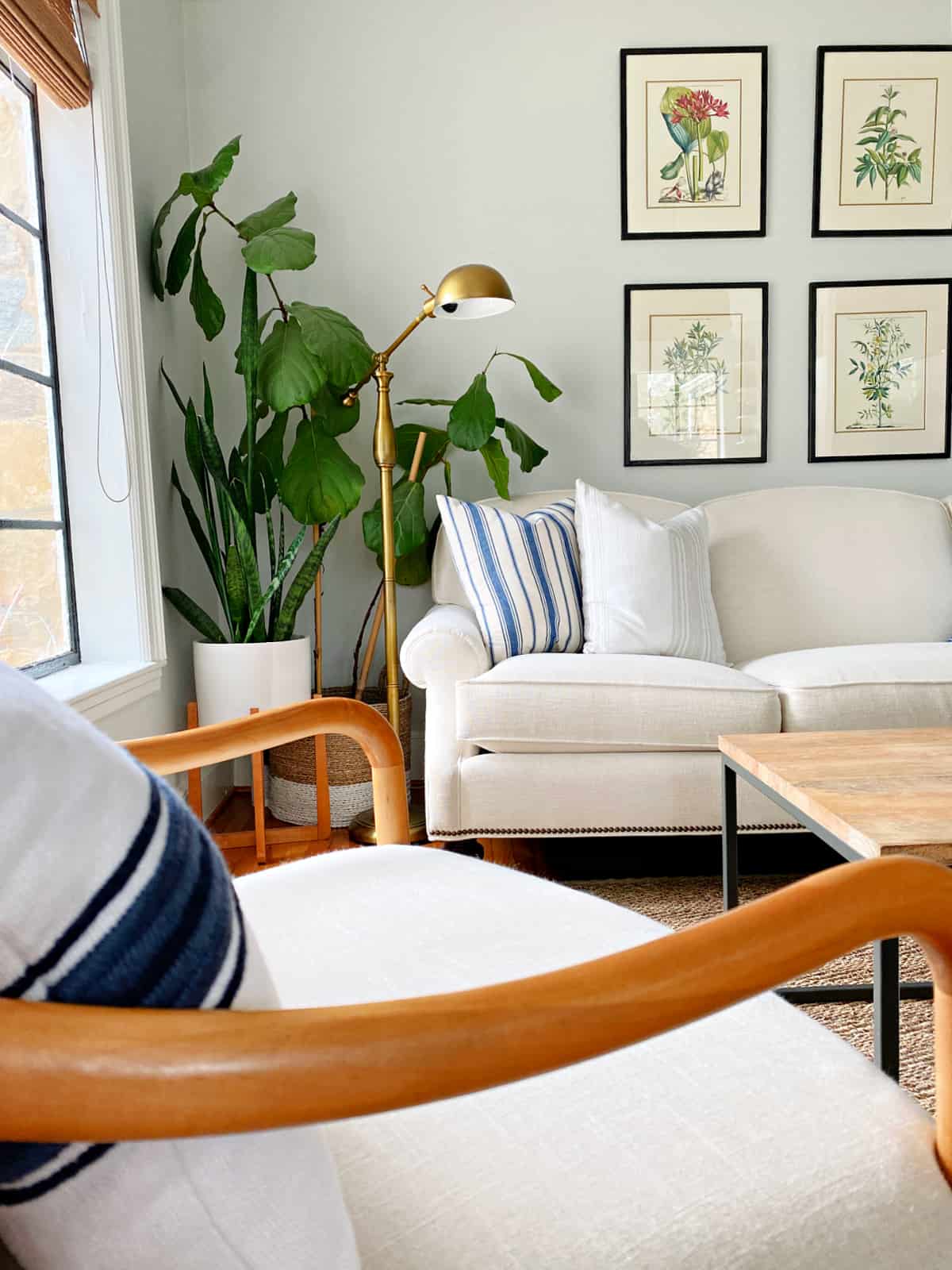 fiddle leaf fig and other plants in corner of living room