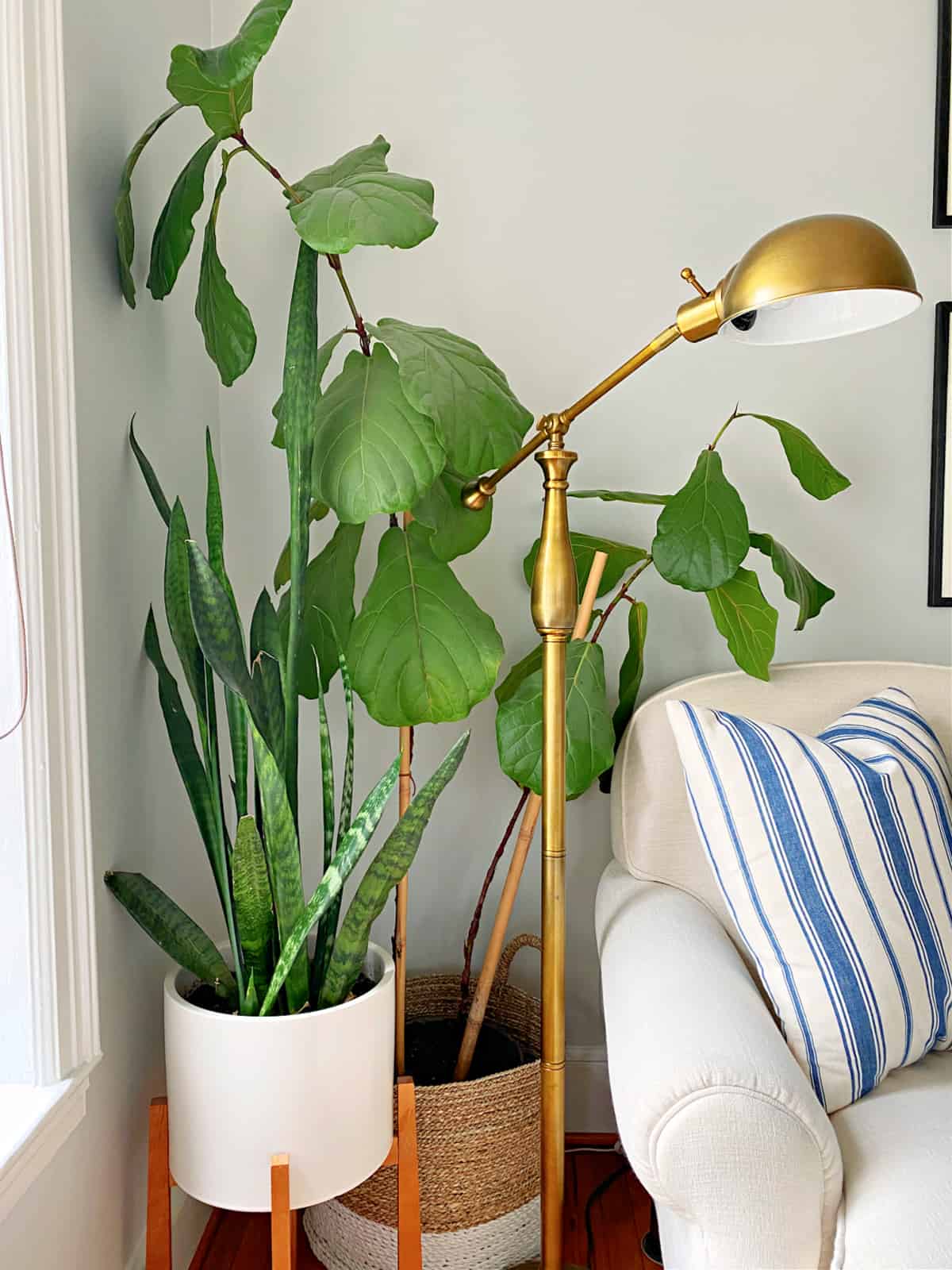 fiddle leaf  fig and snake plant in corner of living room